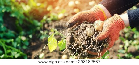 Farmer Holds In His Hands A Bush Of Young Yellow Potatoes, Harvesting, Seasonal Work In The Field, F
