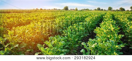 Potato Plantations Grow In The Field. Vegetable Rows. Farming, Agriculture. Landscape With Agricultu