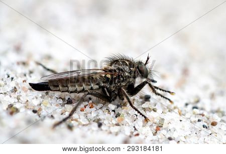 This Is A Macro Of An Insect