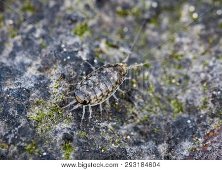 This Is A Macro Of An Assel On A Stone