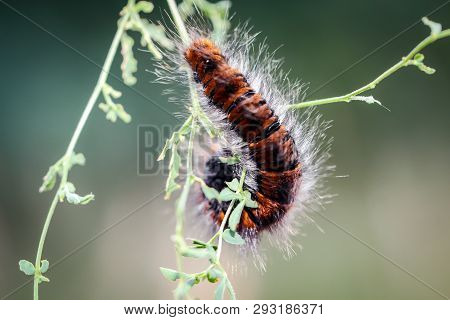 This Is A Cater Pillar Of The Black Berry Moth