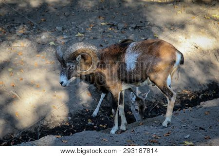This Is A Portrait Of A Moufflon, Goat
