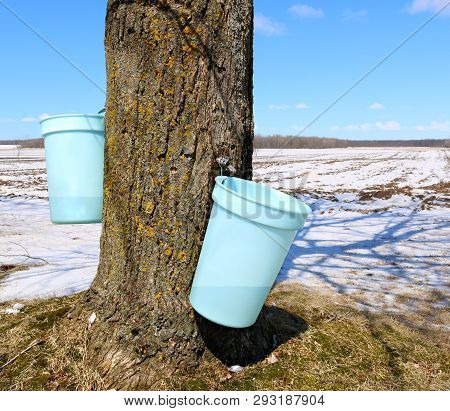 Two Blue Plastic Pails Hung On Sap Spiles From Maple Tree During Syrup Making Time With Snow On The 