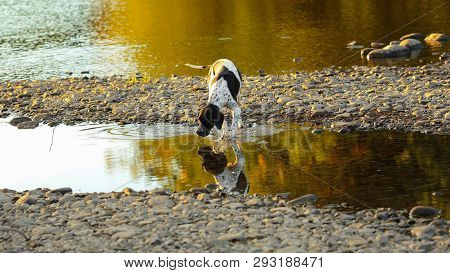Dog English Pointer Srinking Water At The Lake