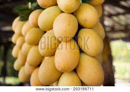 Marian Plum Or Gandaria Or Plum Mango On Stall For Sell At Local Shop In Thailand