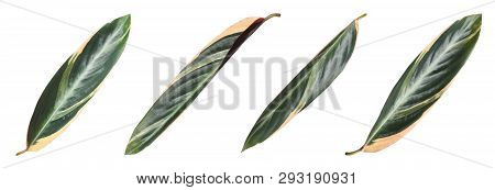 Set Of Fresh Tropical Leaves On White Background