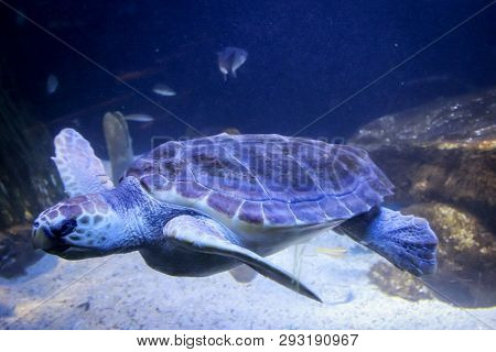 This Is A Nice Old Seeturtle In The Mar