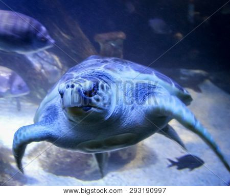 This Is A Nice Old Seeturtle In The Mar