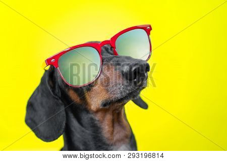 Funny   Breed Dog Dachshund, Black And Tan, With Sun Glasses, Yellow Studio Background, Concept Of D