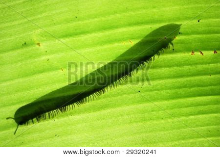mille-pattes derrière une feuille