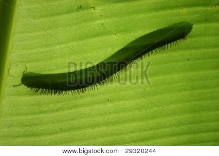derrière une feuille