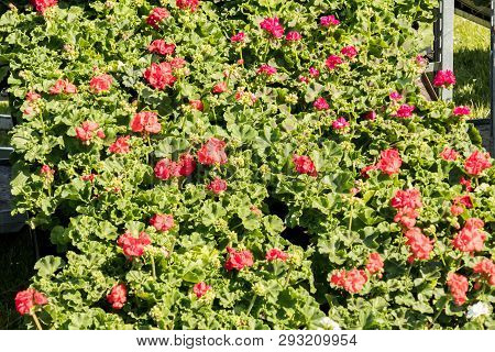 Flowering Geraniums In A Spring Flower Market