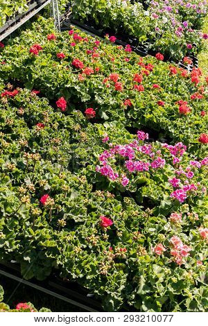 Flowering Geraniums In A Spring Flower Market