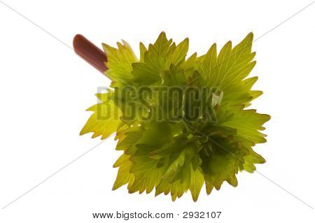 frische Liebstöckel