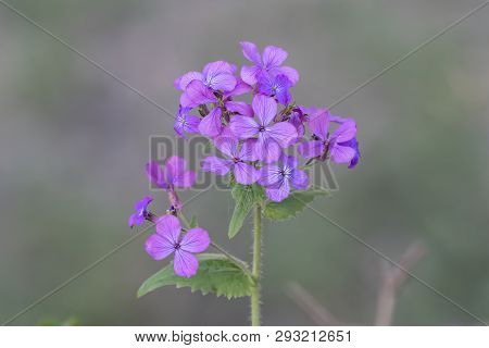 Lunaria Annua  Wildflower In The Forest