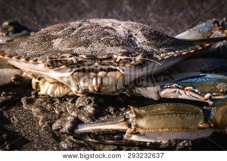 Blue Crab Photographed On The Beach, Crustacean Photo In High Resolution.