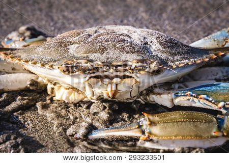 Blue Crab Photographed On The Beach, Crustacean Photo In High Resolution.
