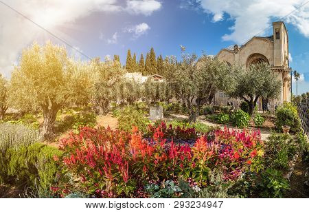 Gethsemane Garden, Mount Of Olives, Jerusalem, Israel