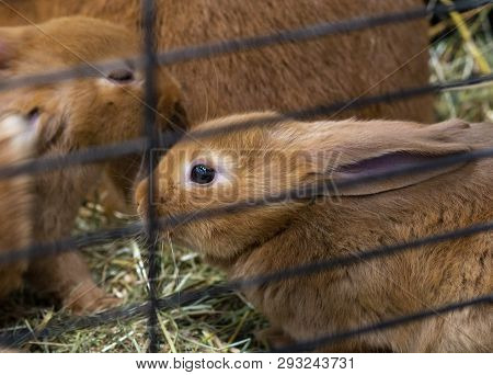 Beautiful Cute Rabbits Are Locked In A Cage