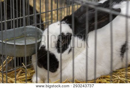Beautiful Cute Rabbits Are Locked In A Cage