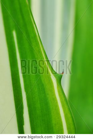 Textura de uma folha verde como pano de fundo