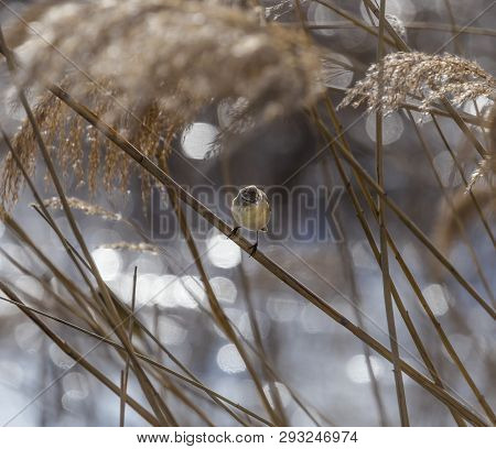 A Beautiful Common Chiffchaff (phylloscopus Collybita) Perched On Canes