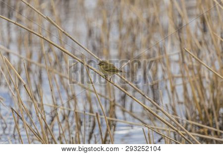 A Beautiful Common Chiffchaff (phylloscopus Collybita) Perched On Canes