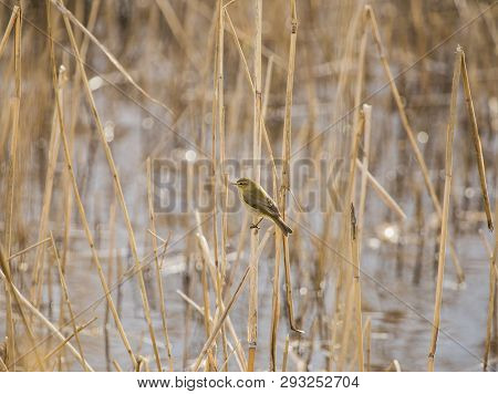 A Beautiful Common Chiffchaff (phylloscopus Collybita) Perched On Canes