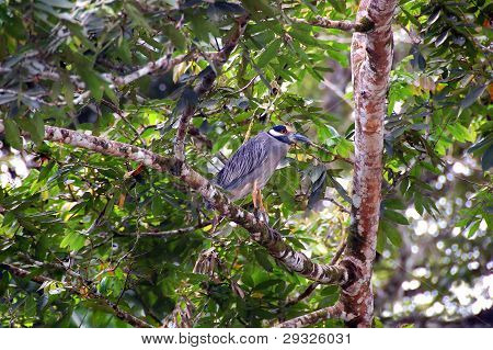 Kronet Heron