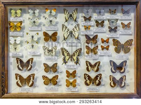 Moscow, Russia - March 12, 2019: Collection of dried natural insects in the Apothecary garden. Set of pin insect in biology museum. Zoology background.
