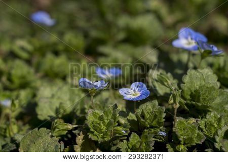 Persian Veronica (veronica Persica) Flowers In The Garden.
