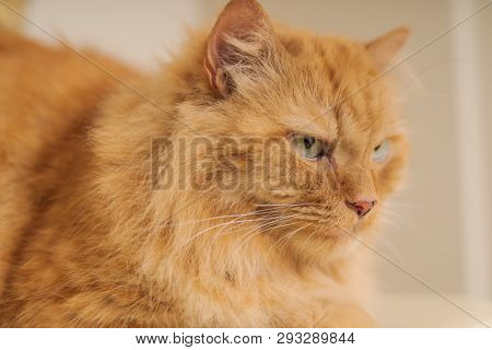 Beautiful ginger long hair cat with angry face sitting on table at home