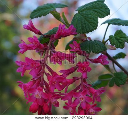 Very Popular Red-flowering Currant Branch With Flowers And Leaves Close Up.