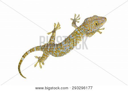 Healthy Thailand Tokay Gecko Isolated On White Background