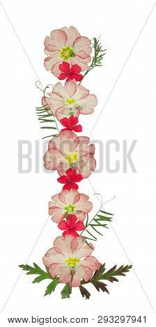 Bouquet Of Dried Pressed Flowers Isolated On White Background. For Use In Floristics, Scrapbooking A