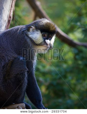 Schmidt's Spot-nosed Guenon