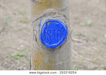 Apple Trees In The Garden, Pruning Apple Trees, Protecting Cut Branches With Paint Coating.
