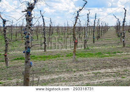 Apple Trees In The Garden, Pruning Apple Trees, Protecting Cut Branches With Paint Coating.