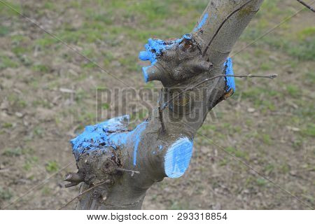 Apple Trees In The Garden, Pruning Apple Trees, Protecting Cut Branches With Paint Coating.