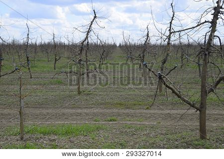 Apple Trees In The Garden, Pruning Apple Trees, Protecting Cut Branches With Paint Coating.