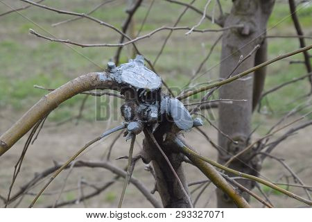 Apple Trees In The Garden, Pruning Apple Trees, Protecting Cut Branches With Paint Coating.