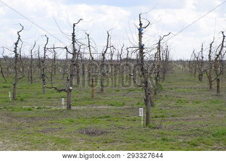 Apple Trees In The Garden, Pruning Apple Trees, Protecting Cut Branches With Paint Coating.