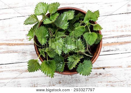 Stinging Nettles,urtica Medical Herb