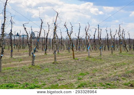 Apple Trees In The Garden, Pruning Apple Trees, Protecting Cut Branches With Paint Coating.