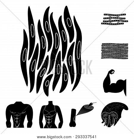 Vector Design Of Human And Body  Icon. Set Of Human And Cells Vector Icon For Stock.