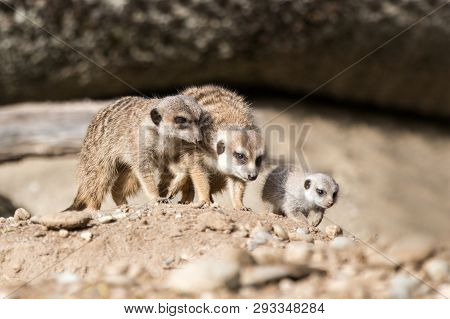 The Meerkat Or Suricate (suricata Suricatta) Is A Small Carnivoran, Meercat Family Searching For Foo