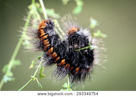 Out Of This Individium Becomes A Blackberry Butterfly
