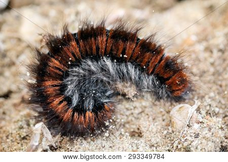 Out Of This Individium Becomes A Blackberry Butterfly