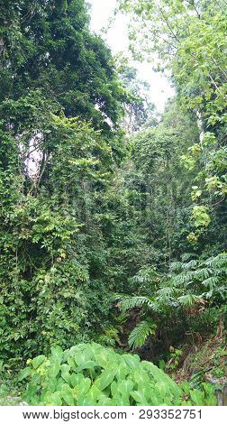 Kedah, Langkawi, Malaysia - Apr 09th, 2015: Spectacular Jungle Landscape
