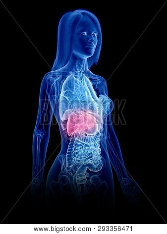 3d rendered medically accurate illustration of a womans liver